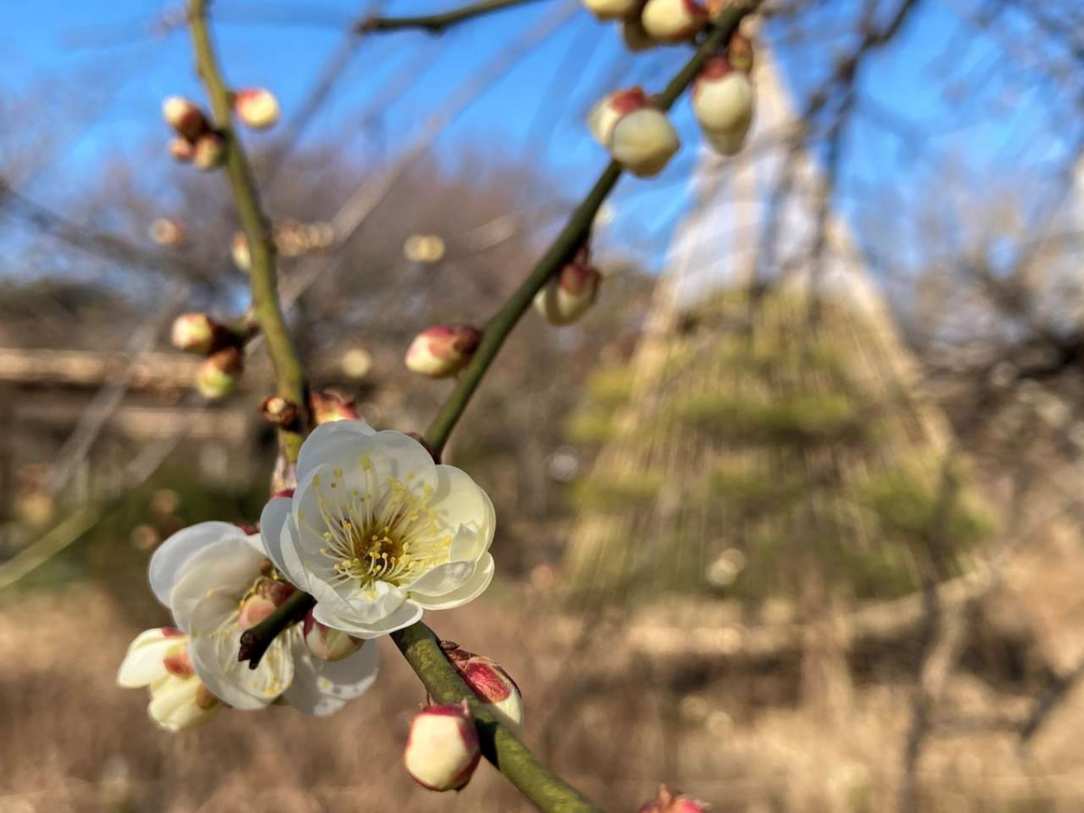 向島百花園 梅まつり｜2025年2月8日（土）～3月2日（日）江戸の趣と梅の香りを楽しむ春のひととき